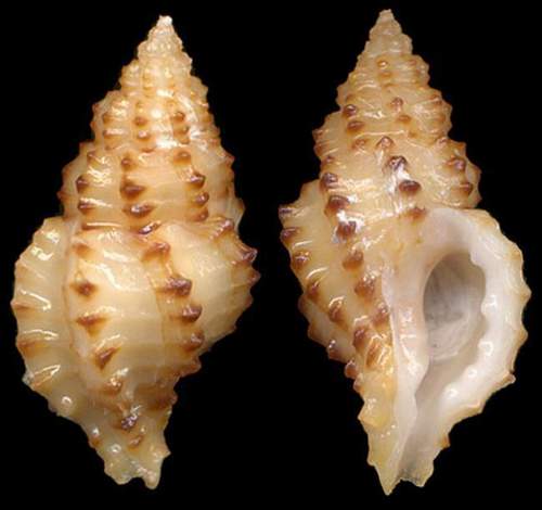 Muricopsis cristata